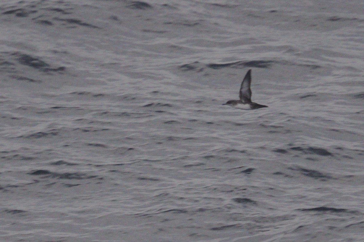 Balearic Shearwater - ML513321751