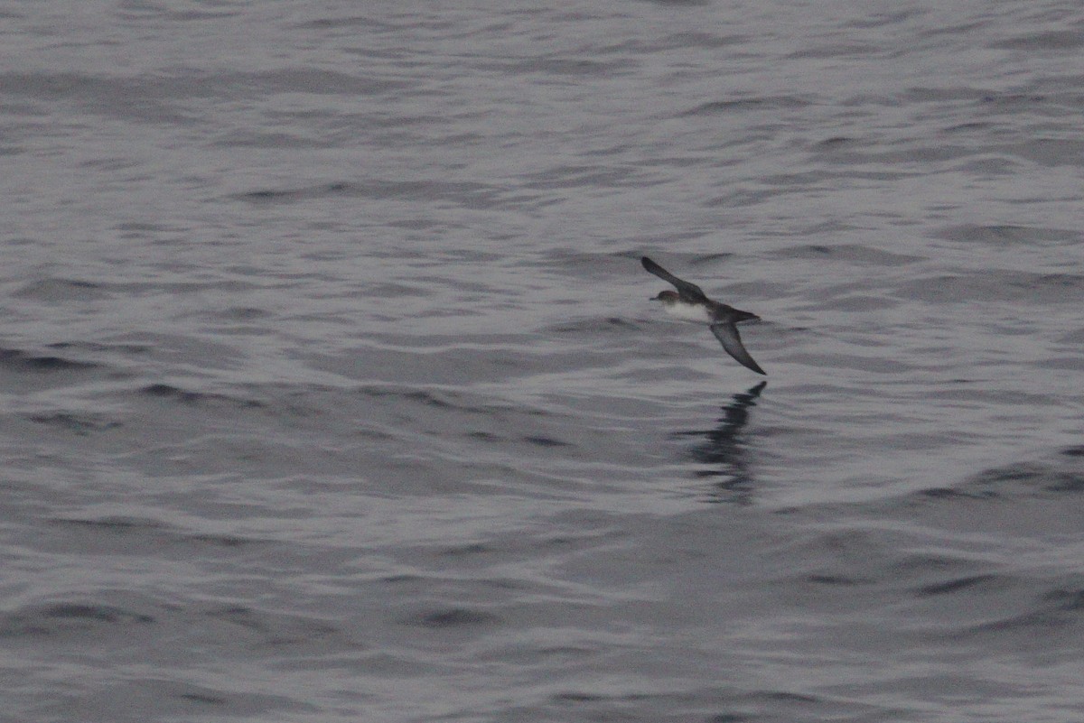 Balearic Shearwater - ML513321761