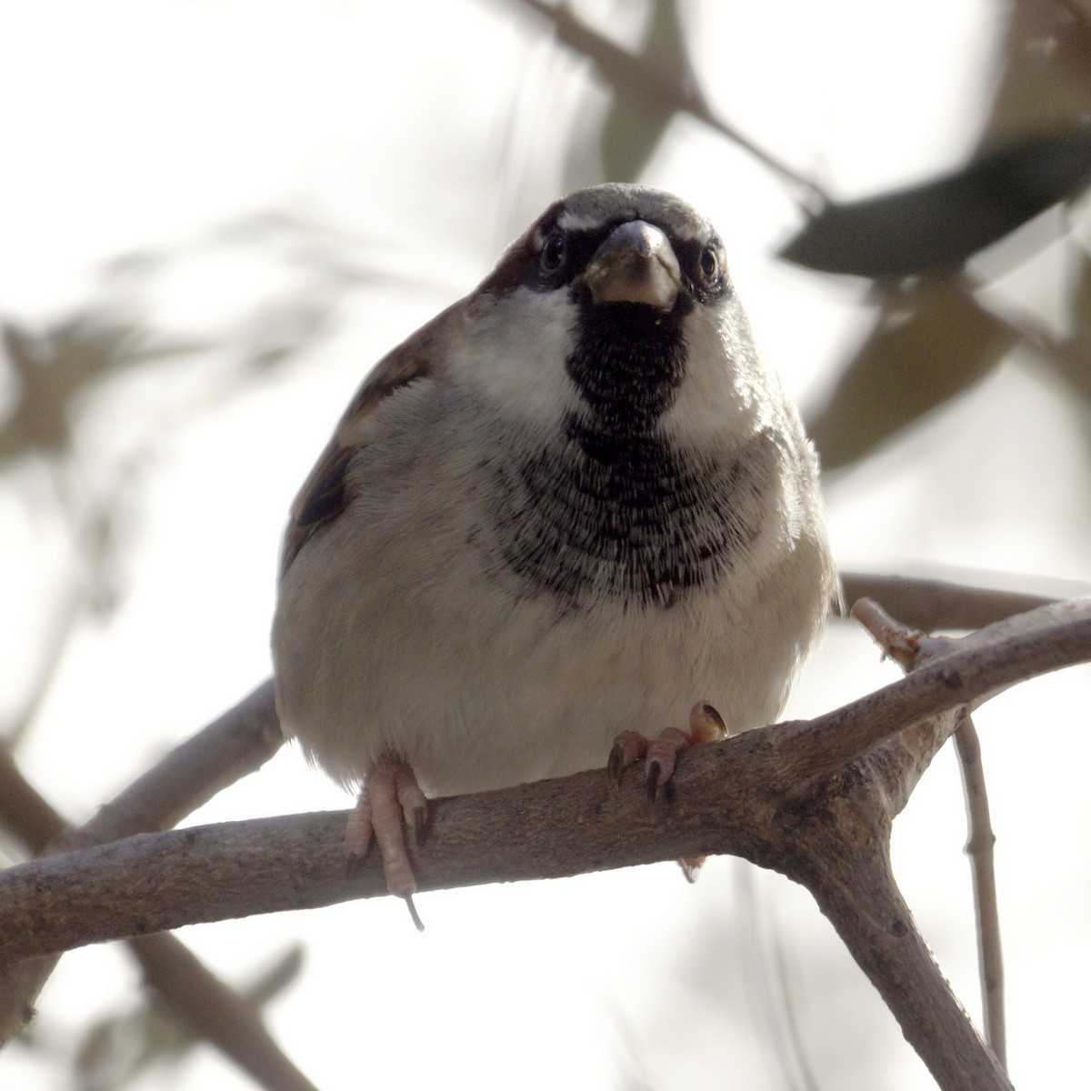 House Sparrow - Mike Pennington