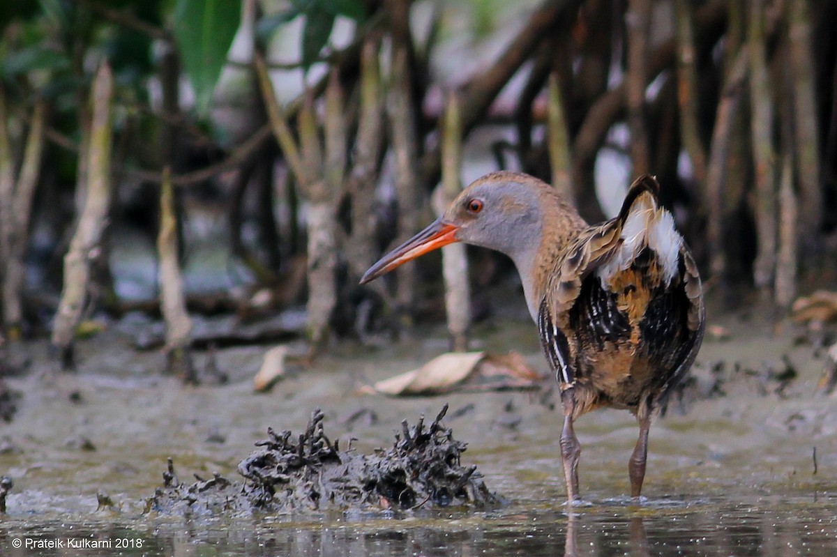 Water Rail - Prateik Kulkarni