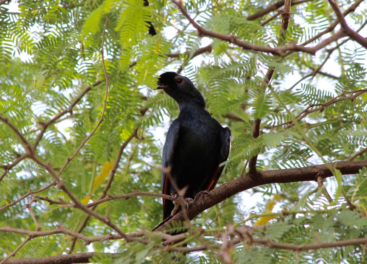 Bristle-crowned Starling - ML51332661