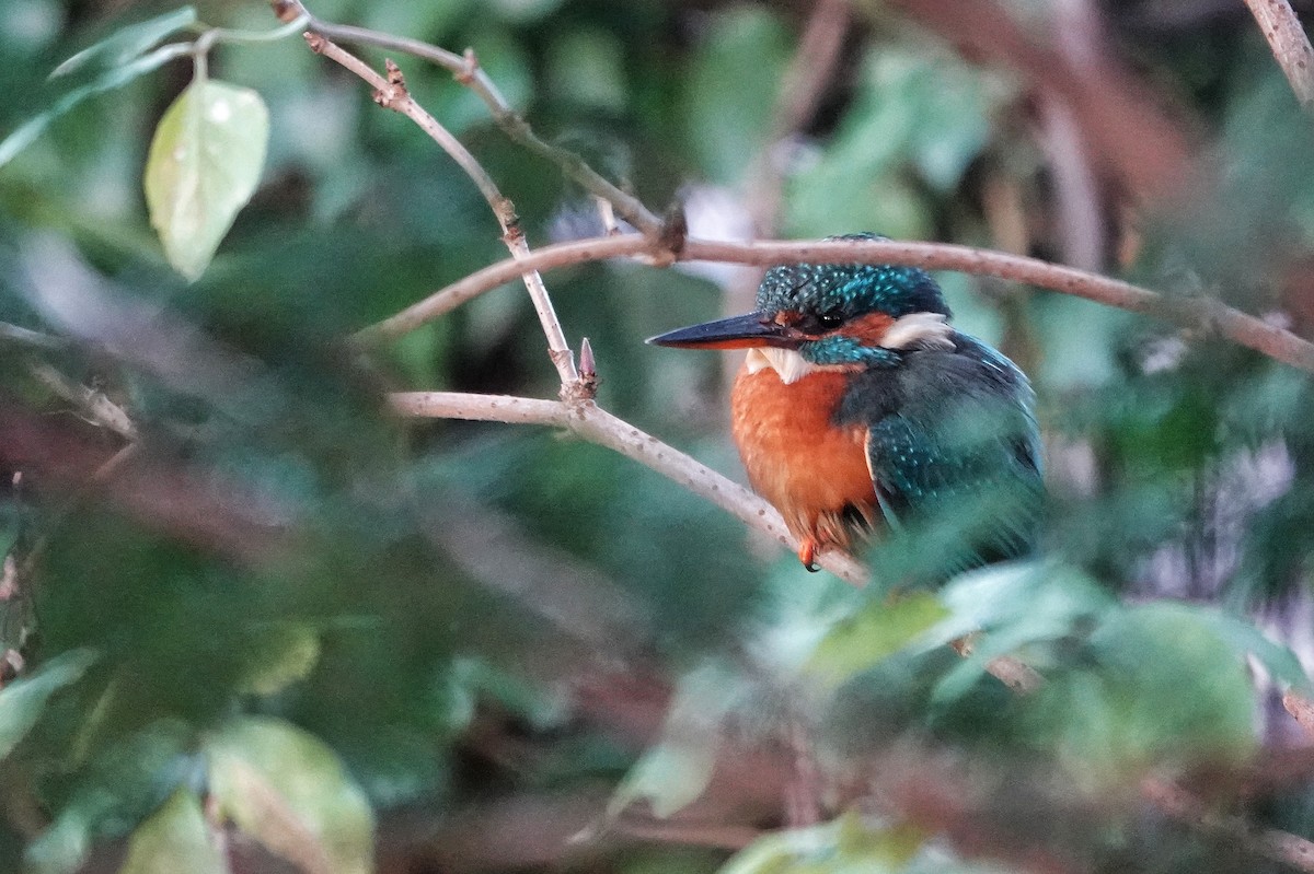 Common Kingfisher - ML513326761