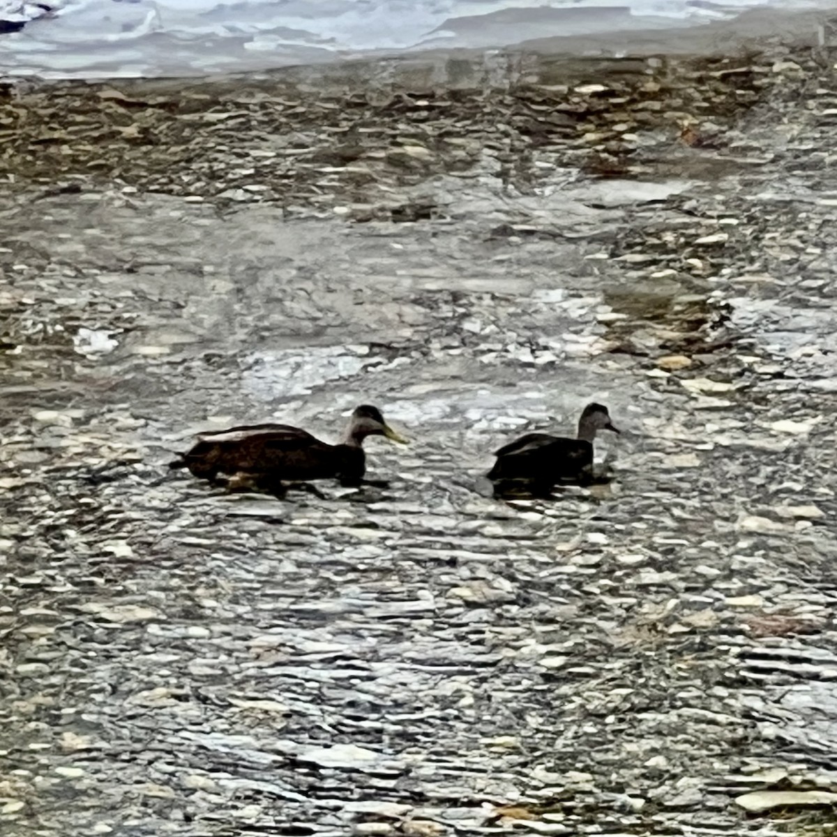 American Black Duck - ML513326931
