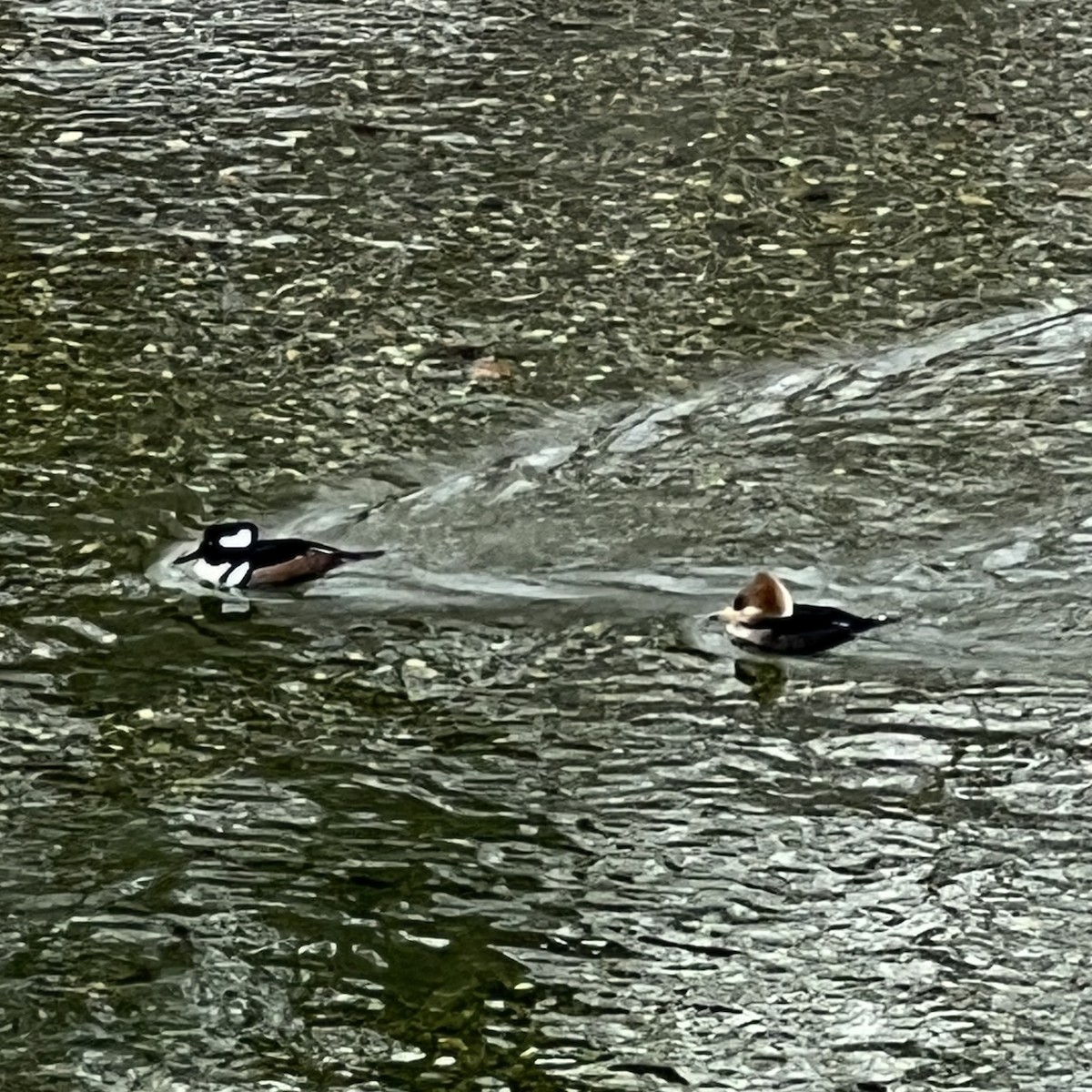 Hooded Merganser - ML513326971
