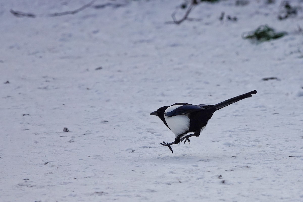 Eurasian Magpie - ML513327011