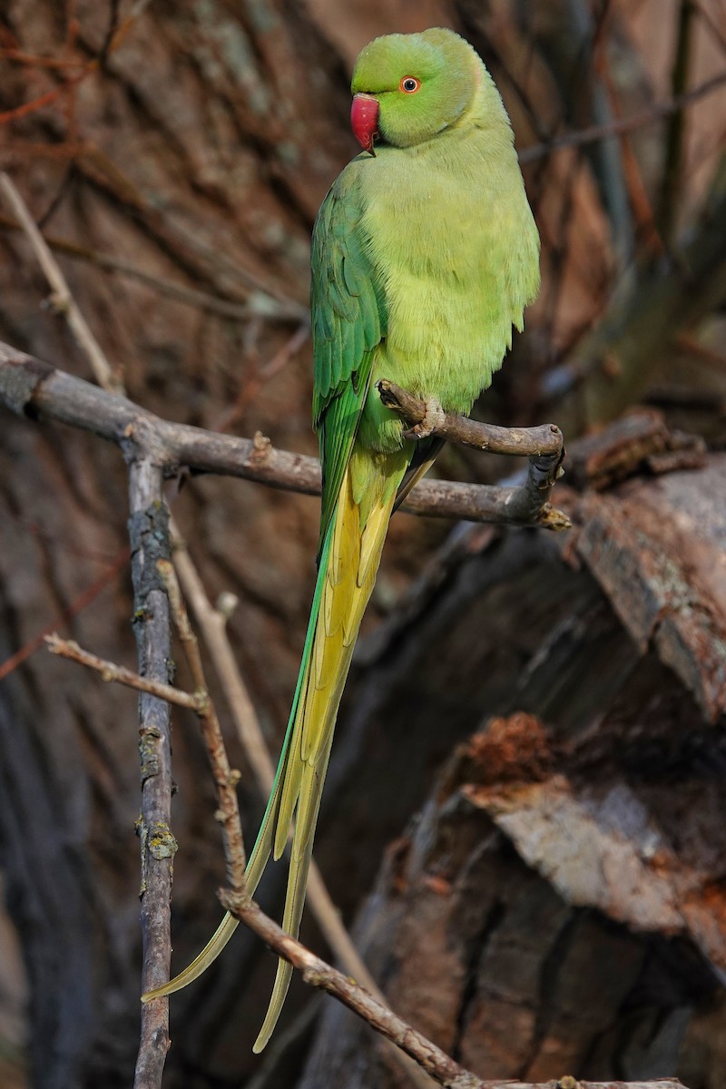 Rose-ringed Parakeet - ML513327041