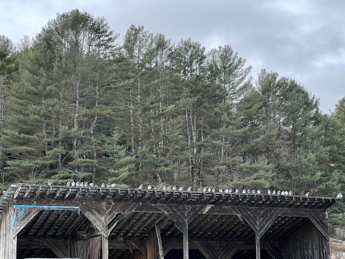 Rock Pigeon (Feral Pigeon) - ML513327101