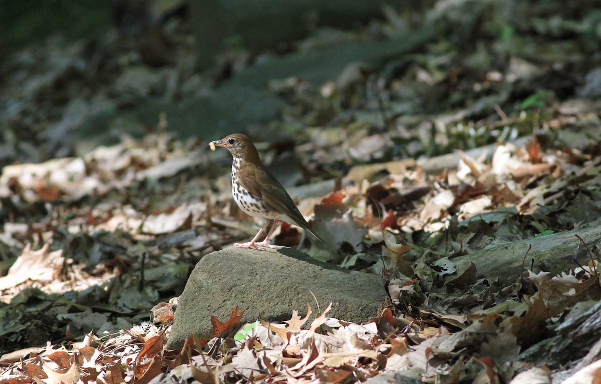 Wood Thrush - ML51332721