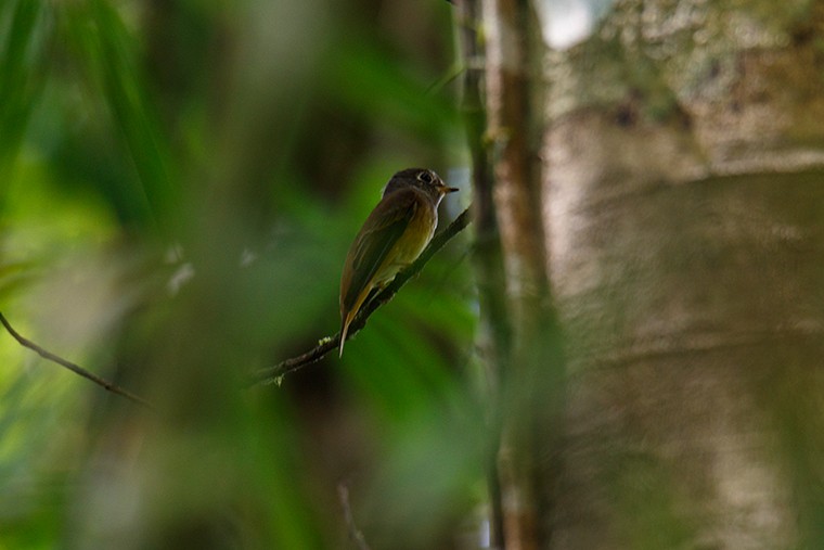 Ferruginous Flycatcher - ML51332961