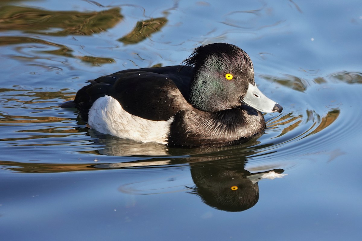 Tufted Duck - ML513329881