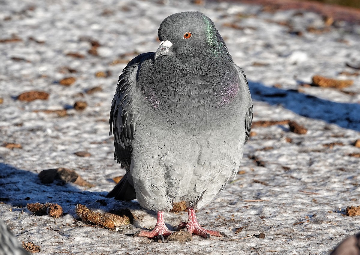 Rock Pigeon (Feral Pigeon) - ML513329971