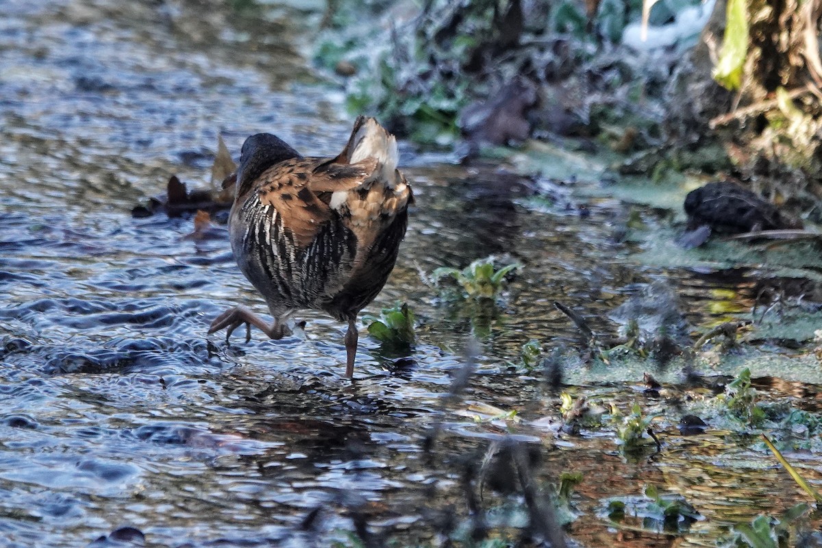 Water Rail - ML513330001