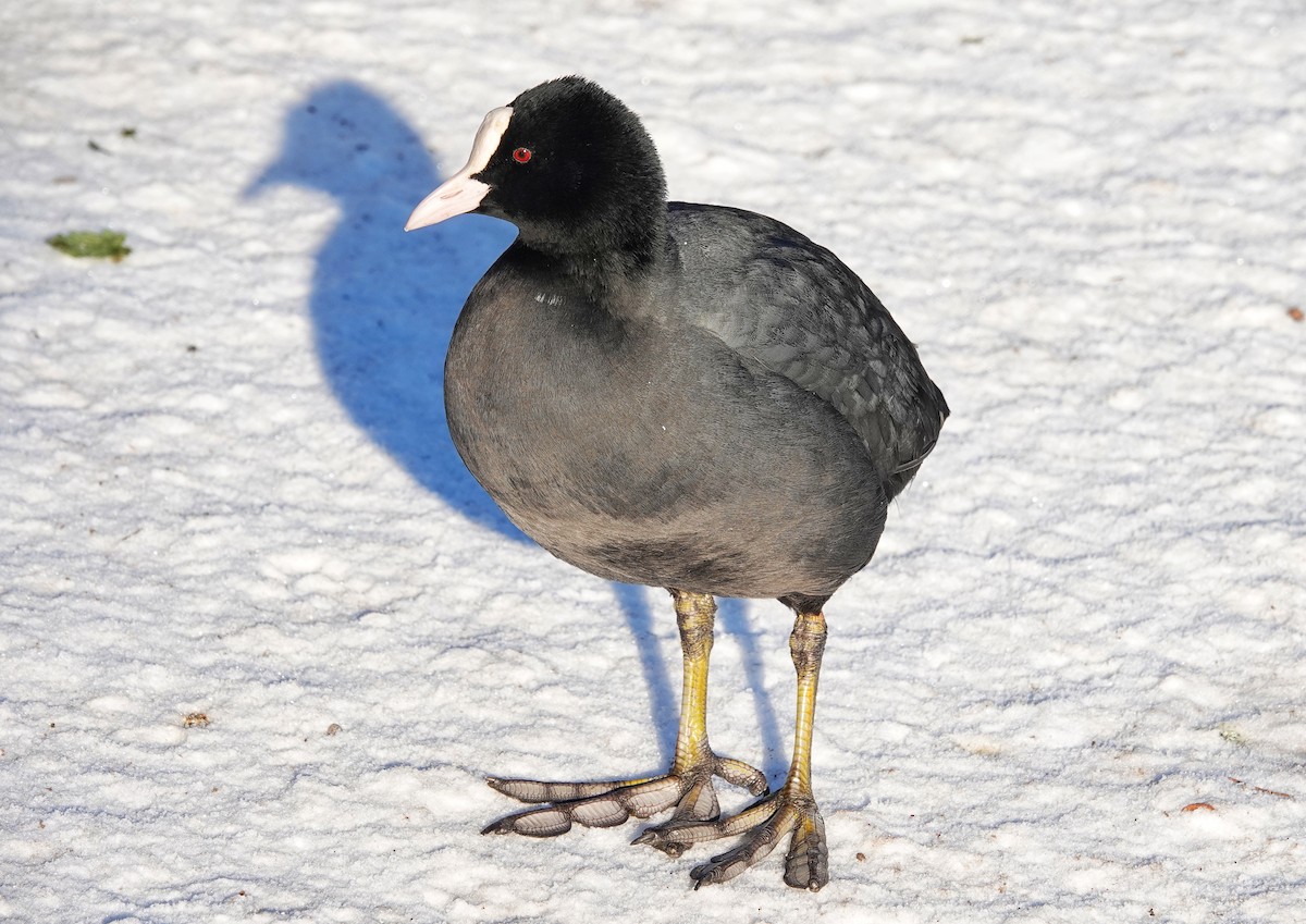 Eurasian Coot - ML513330031