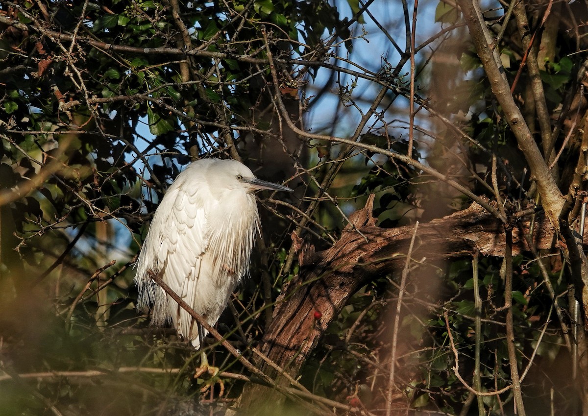 Little Egret - ML513330051
