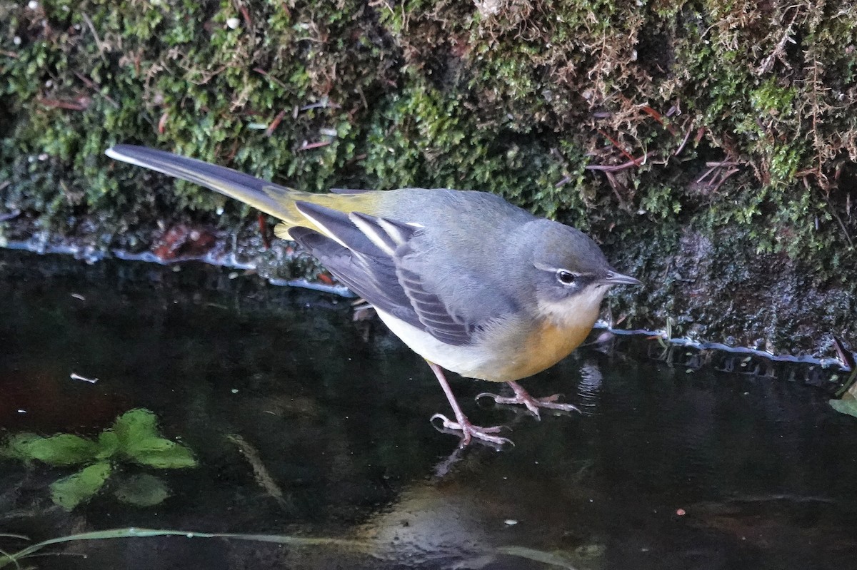 Gray Wagtail - ML513330081