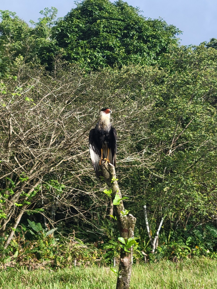 Caracara Carancho - ML513330631