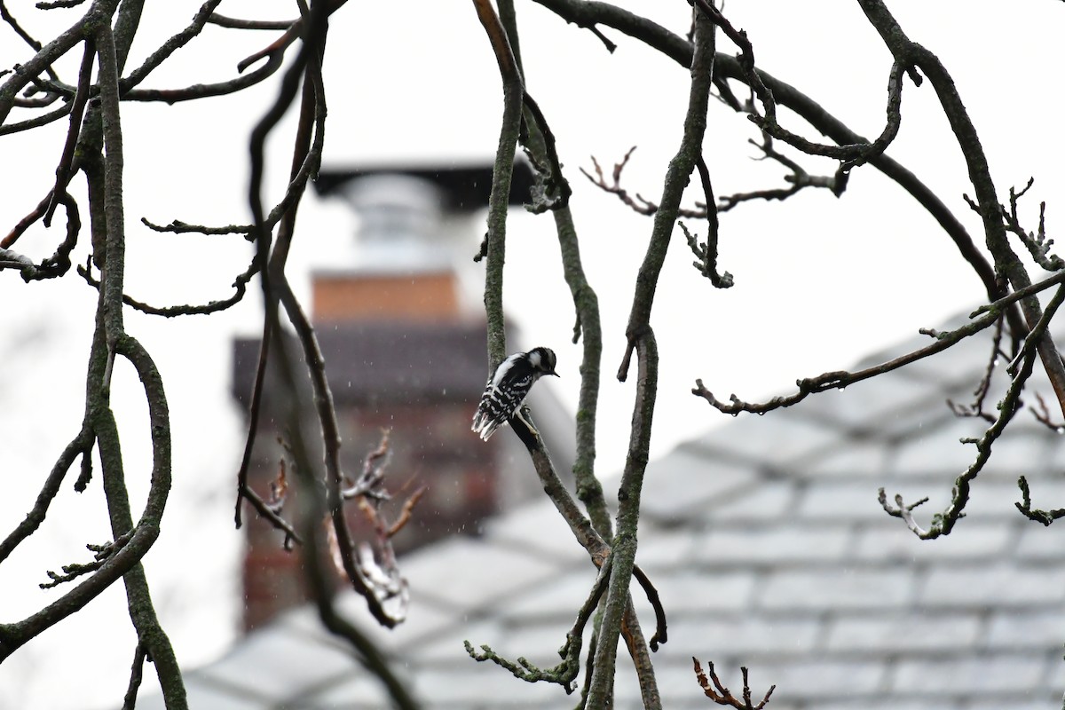 Hairy Woodpecker - ML513331471