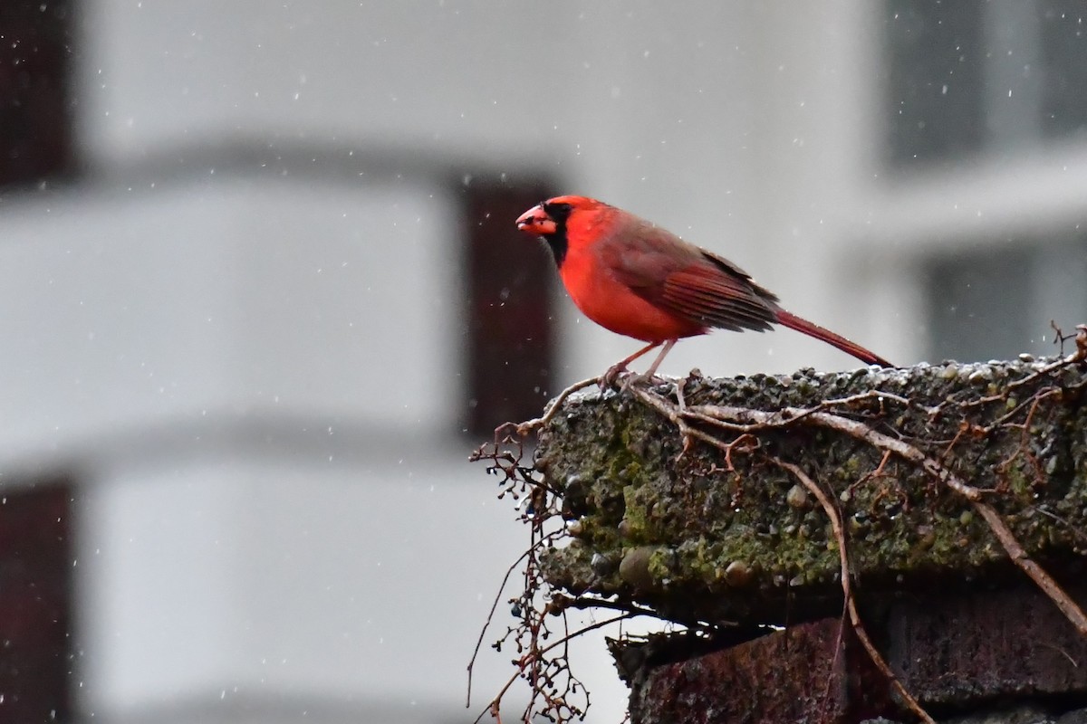 Cardinal rouge - ML513332061