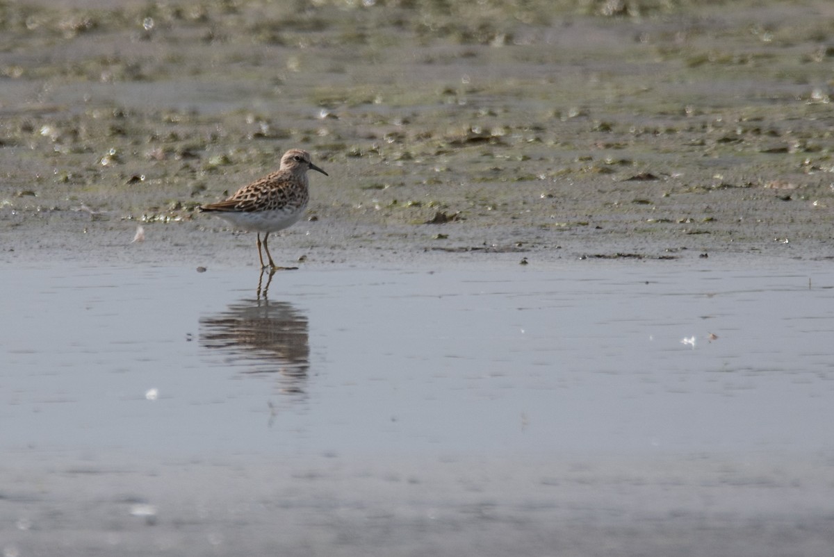 Least Sandpiper - ML51333401