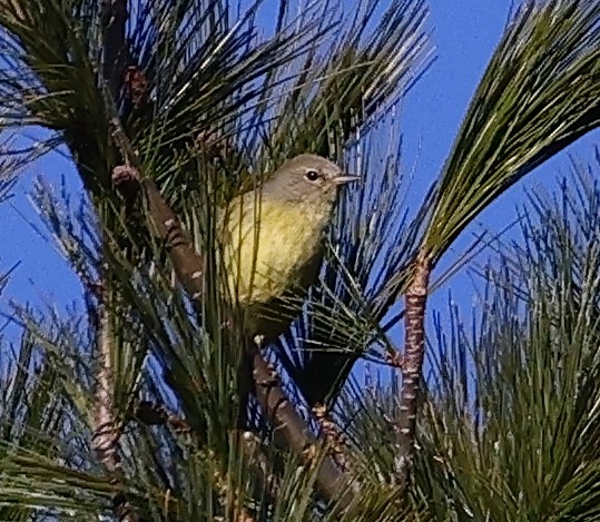 Orange-crowned Warbler - ML513334331