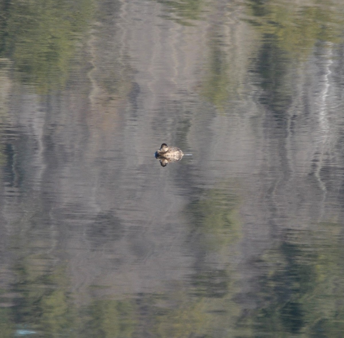 Ruddy Duck - ML513335321