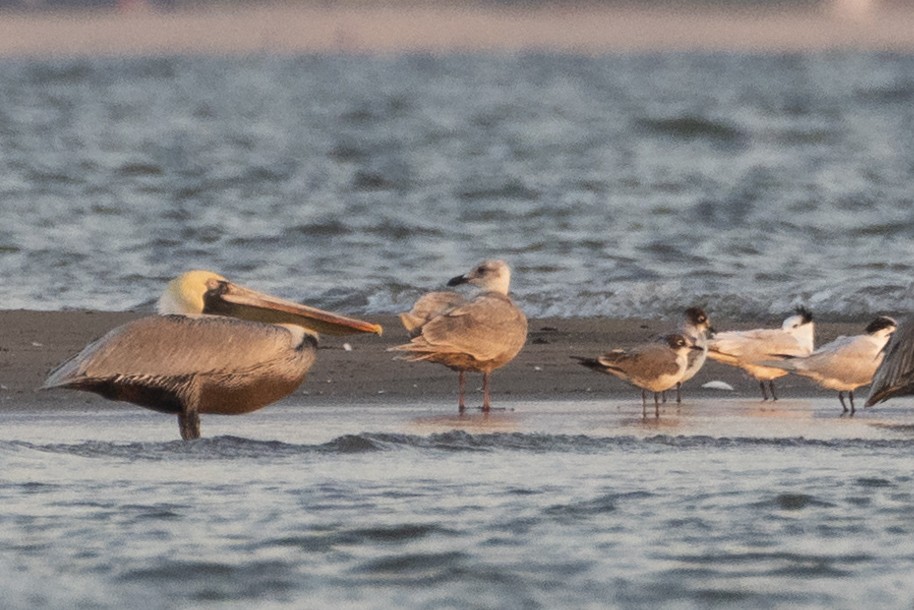 Glaucous-winged Gull - ML513336531