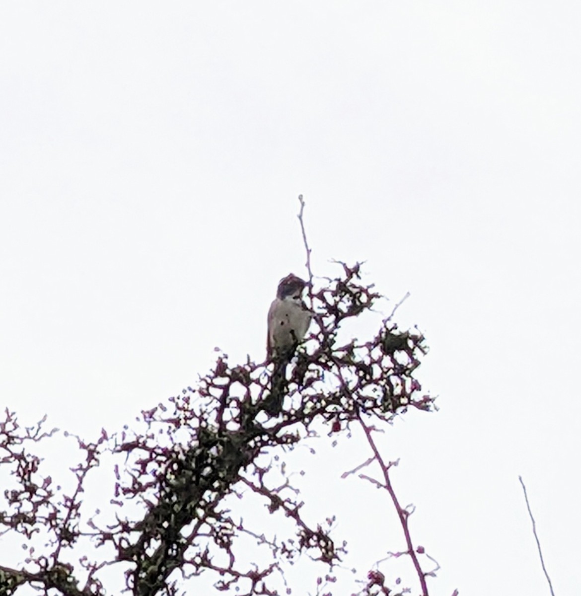 krattskrike - ML513338511