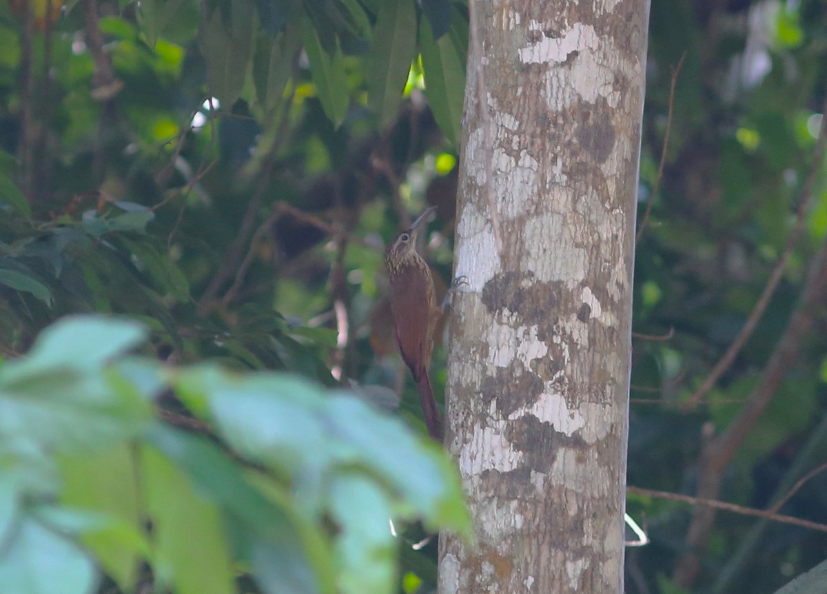 Buff-throated Woodcreeper - ML513339481