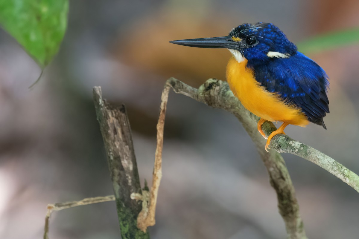 Papuan Dwarf-Kingfisher - Lev Frid | Rockjumper Birding