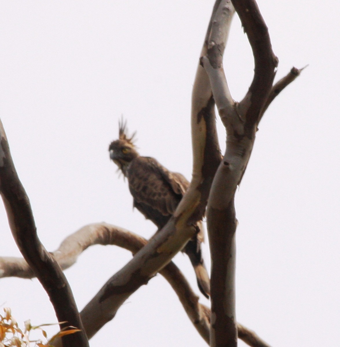 Changeable Hawk-Eagle (Crested) - ML51334201