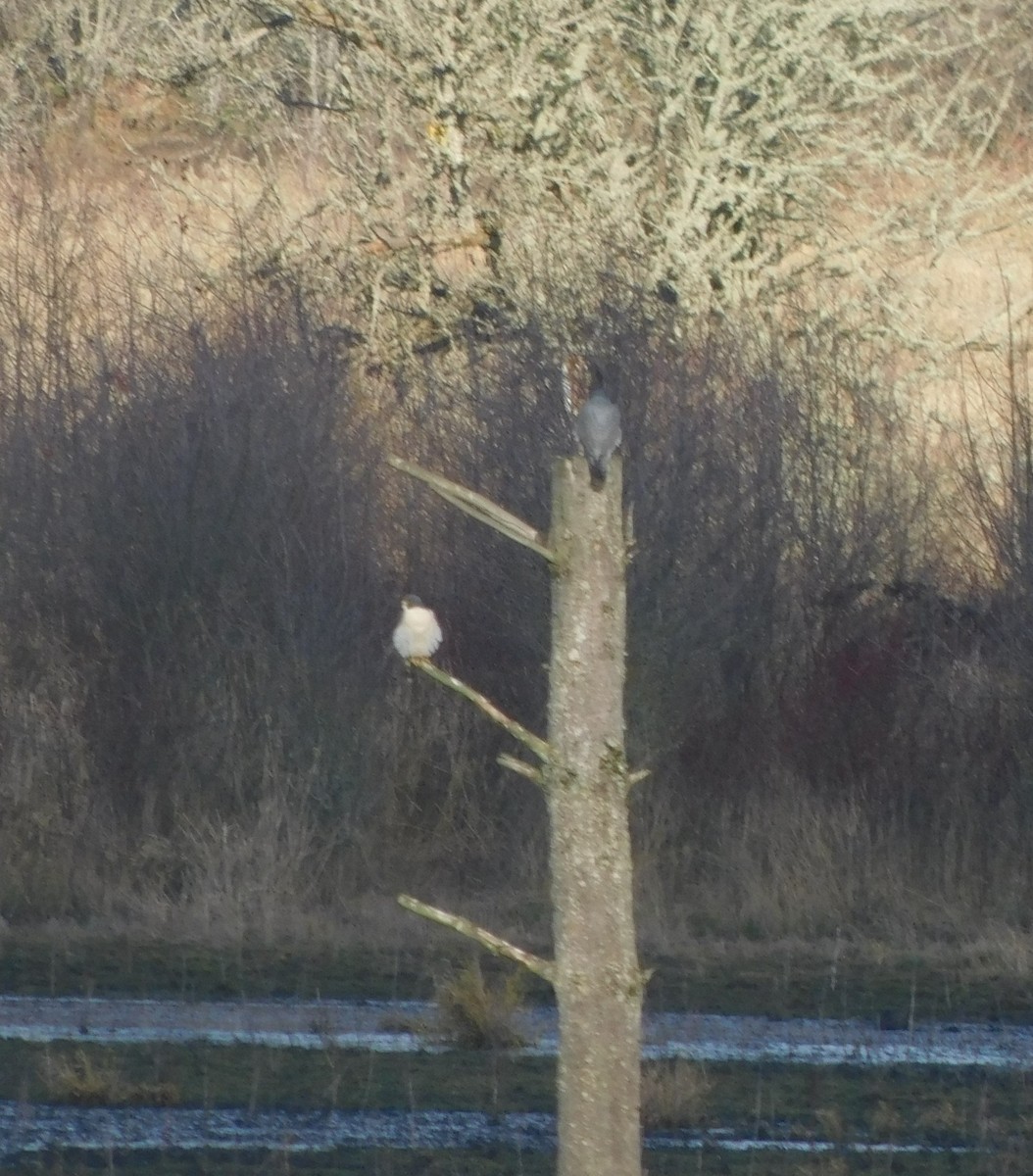 Peregrine Falcon - ML513342321