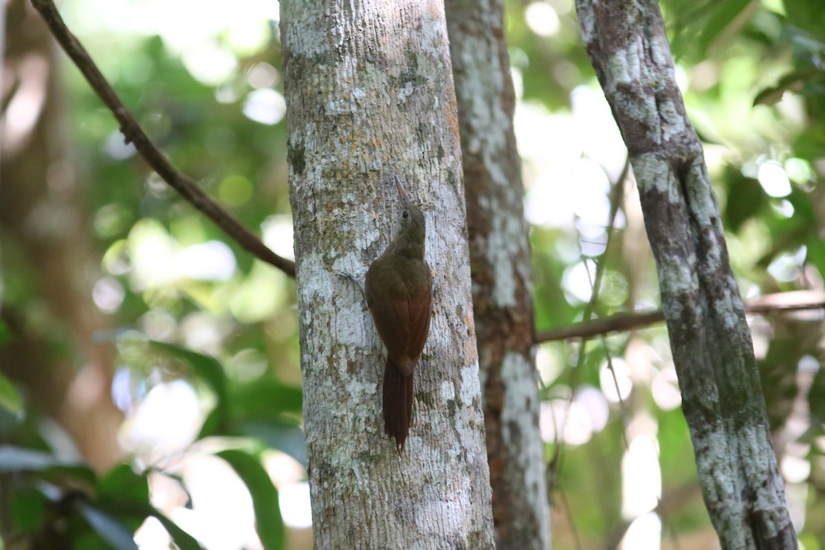 Uniform Woodcreeper (Brigida's) - ML513343241