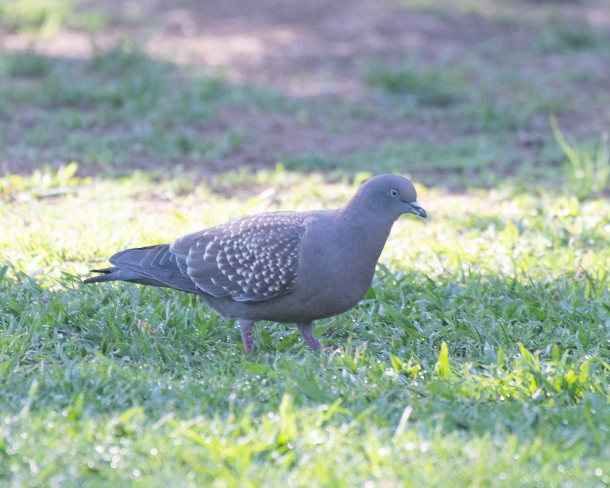 Spot-winged Pigeon (maculosa) - ML513346261