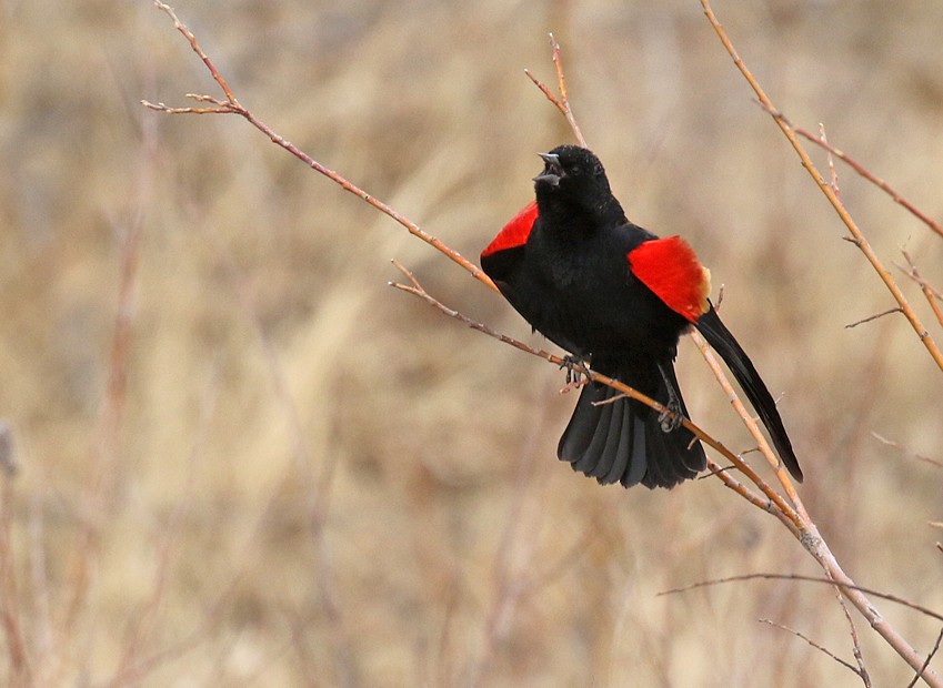 Red-winged Blackbird - ML51334731