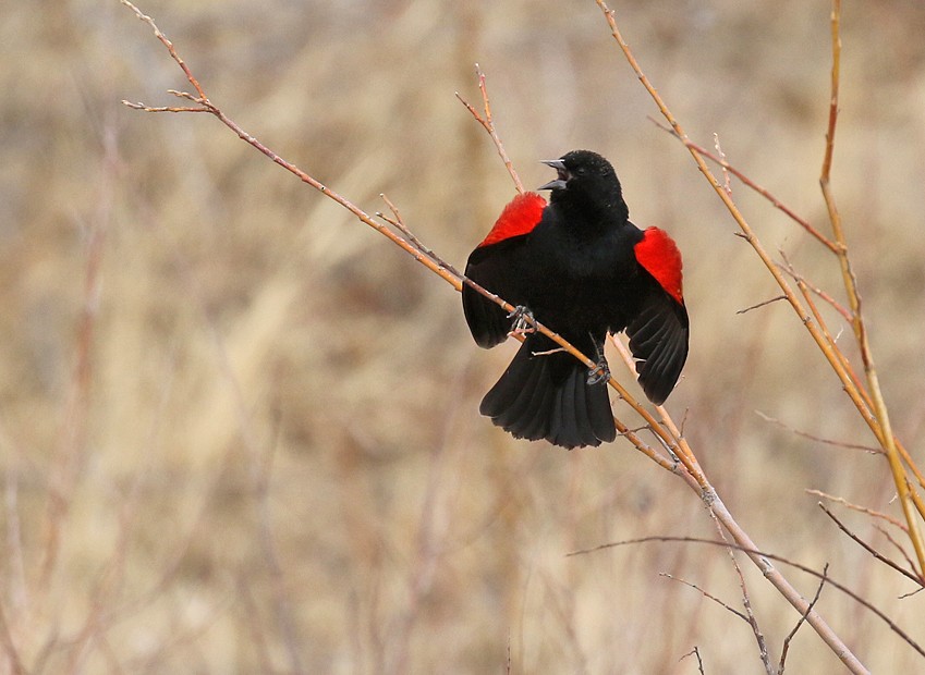 Red-winged Blackbird - ML51334741