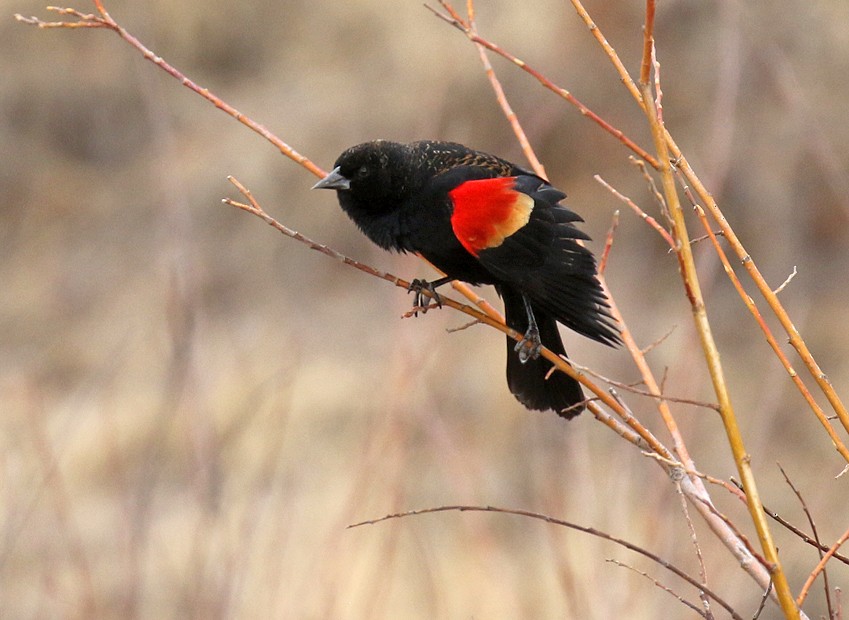 Red-winged Blackbird - ML51334751