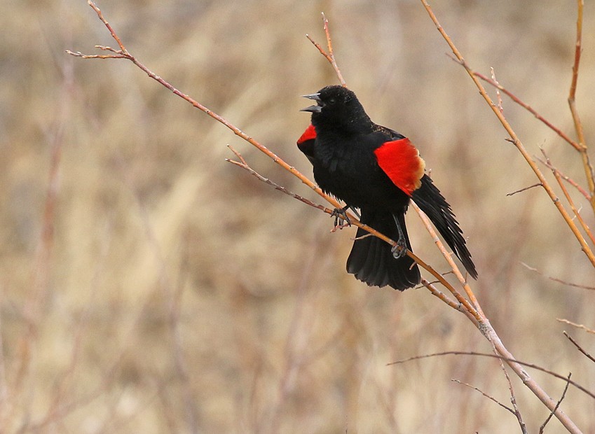 Red-winged Blackbird - ML51334771