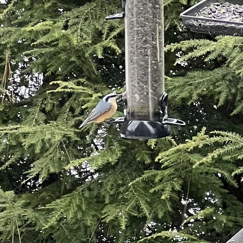 Red-breasted Nuthatch - ML513349031