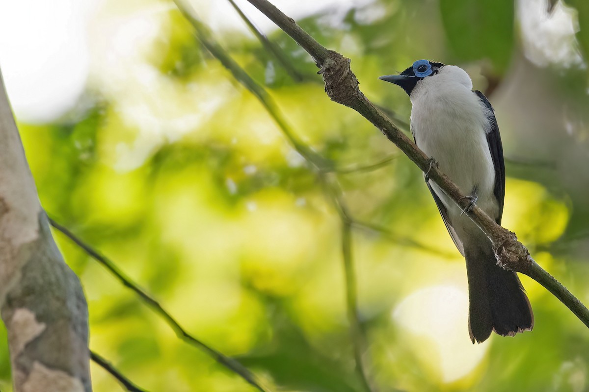 Frilled Monarch - Lev Frid