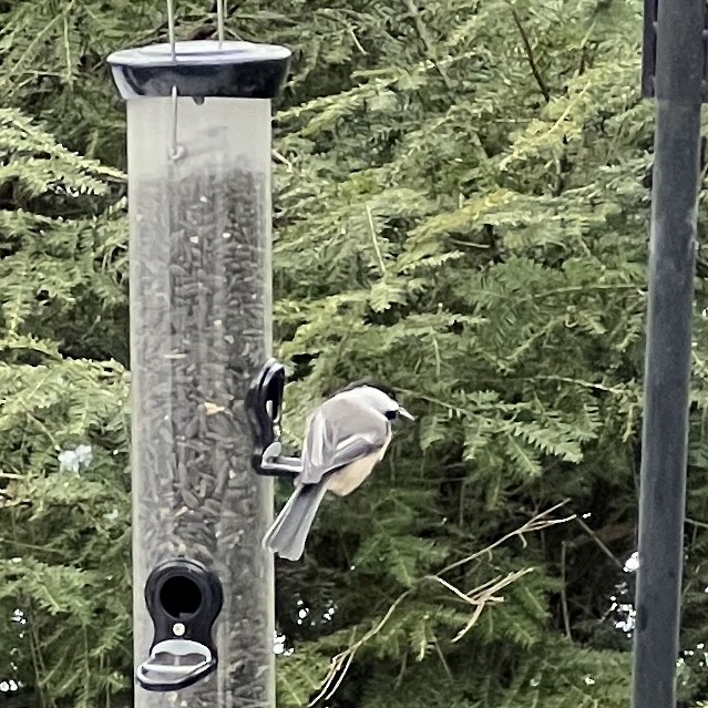 Black-capped Chickadee - ML513349141