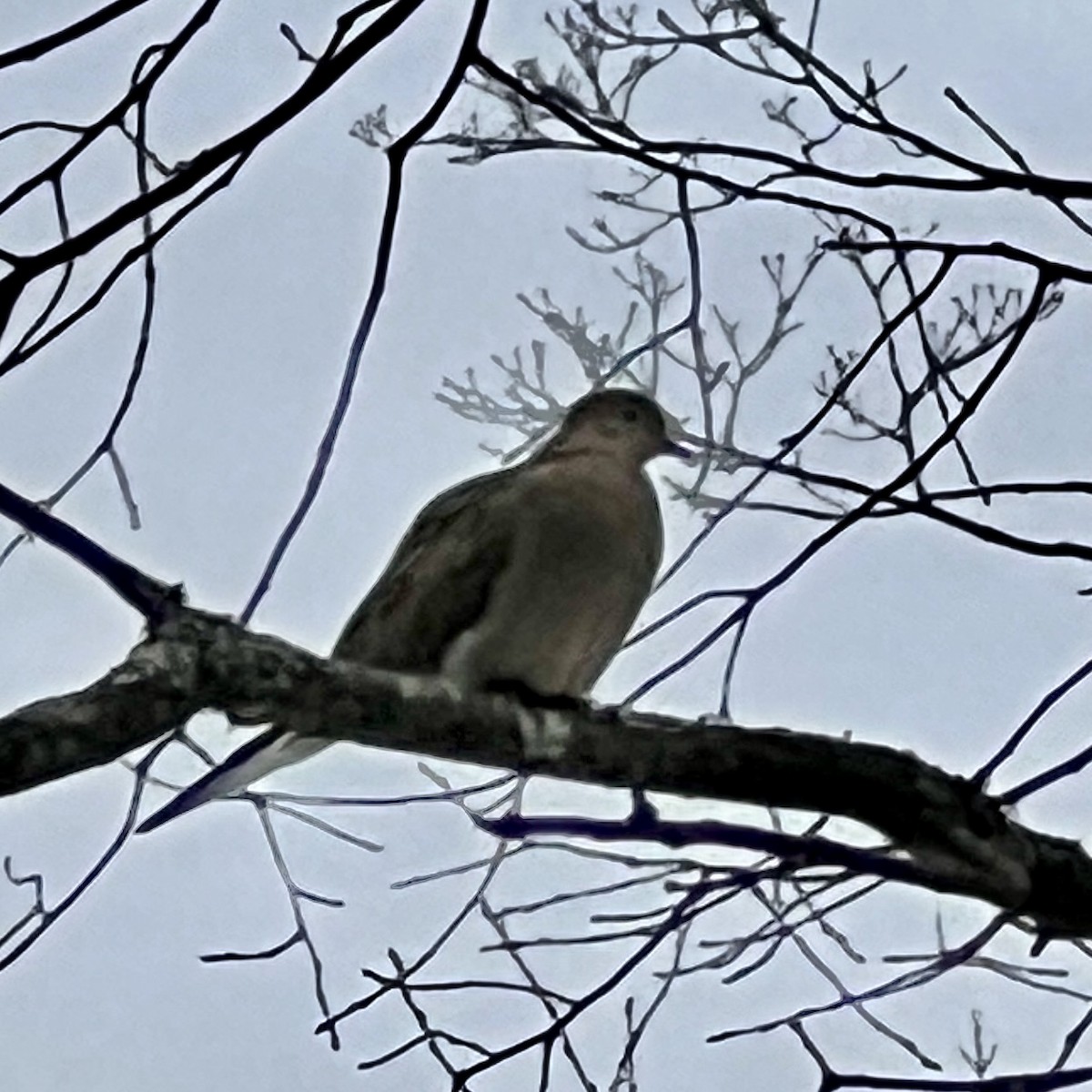 Mourning Dove - ML513349201
