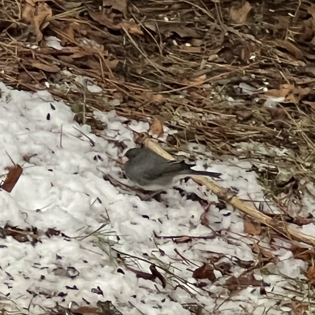 Dark-eyed Junco - ML513349251