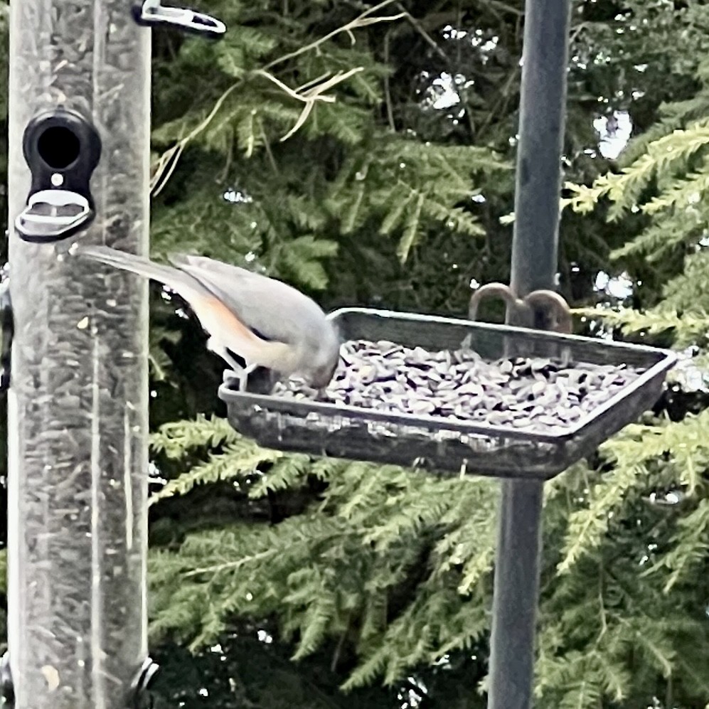 Tufted Titmouse - ML513349311