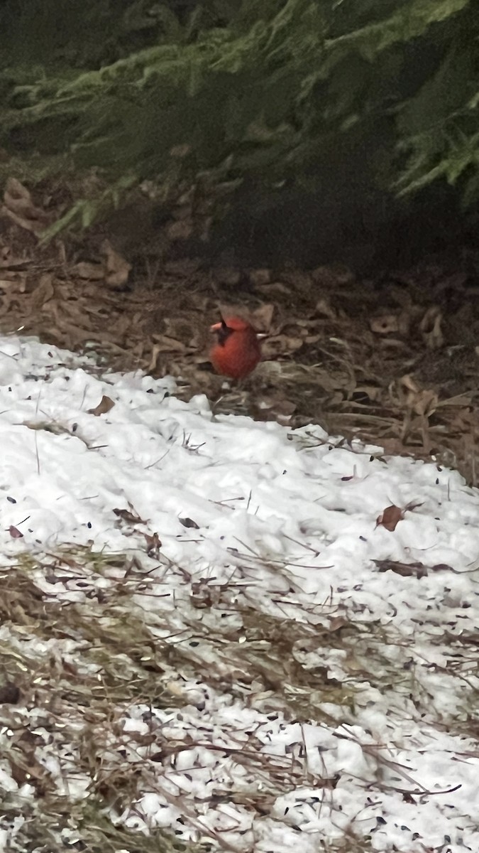 Northern Cardinal - ML513349351