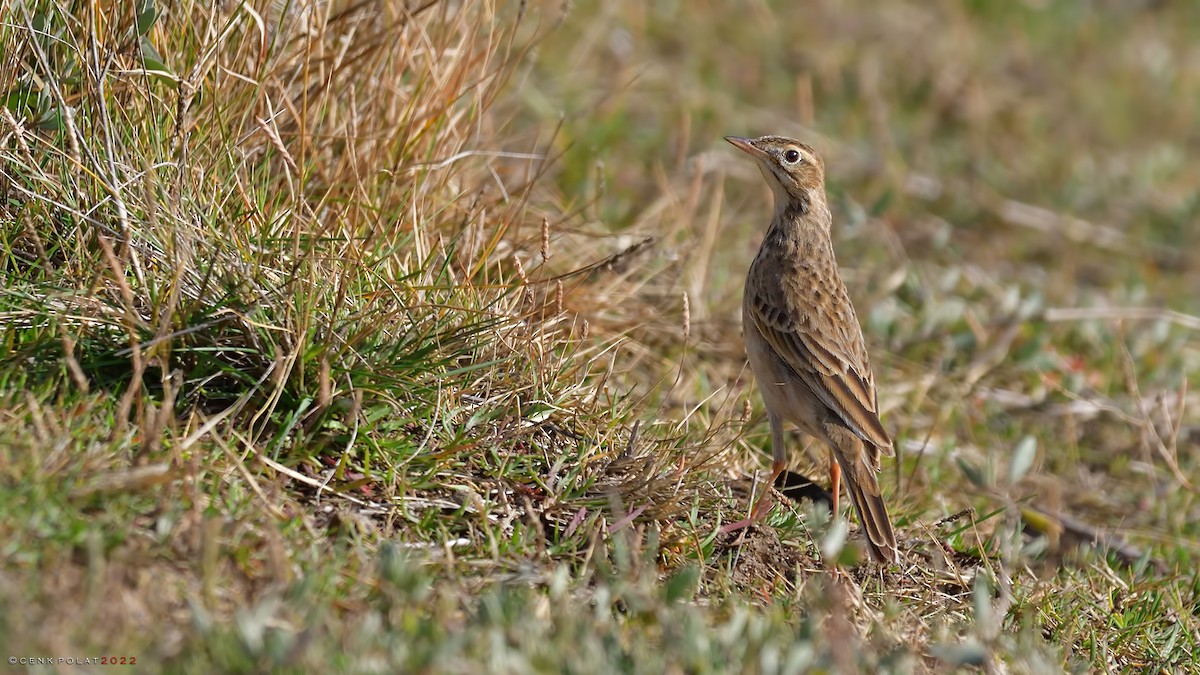 Richard's Pipit - Cenk Polat