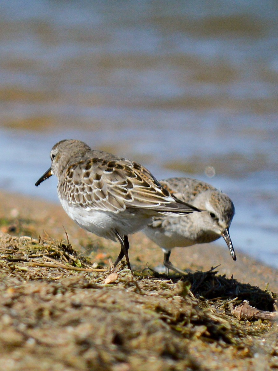 White-rumped Sandpiper - ML513350011