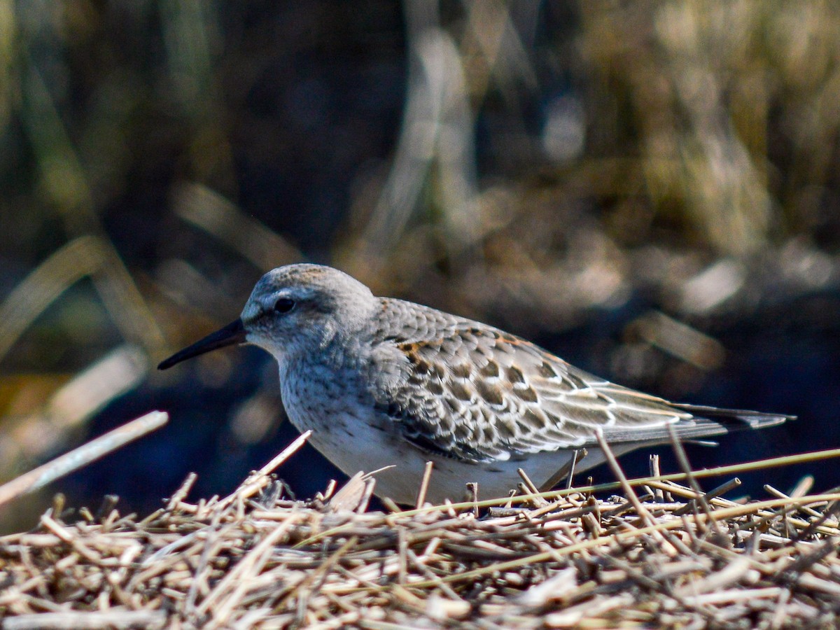 White-rumped Sandpiper - ML513350021