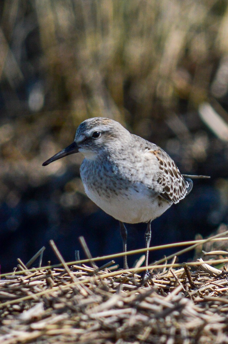 White-rumped Sandpiper - ML513350031