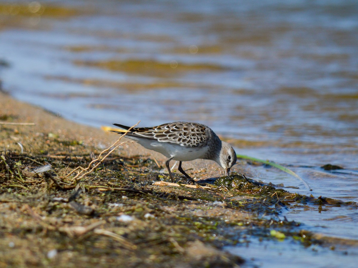 White-rumped Sandpiper - ML513350061