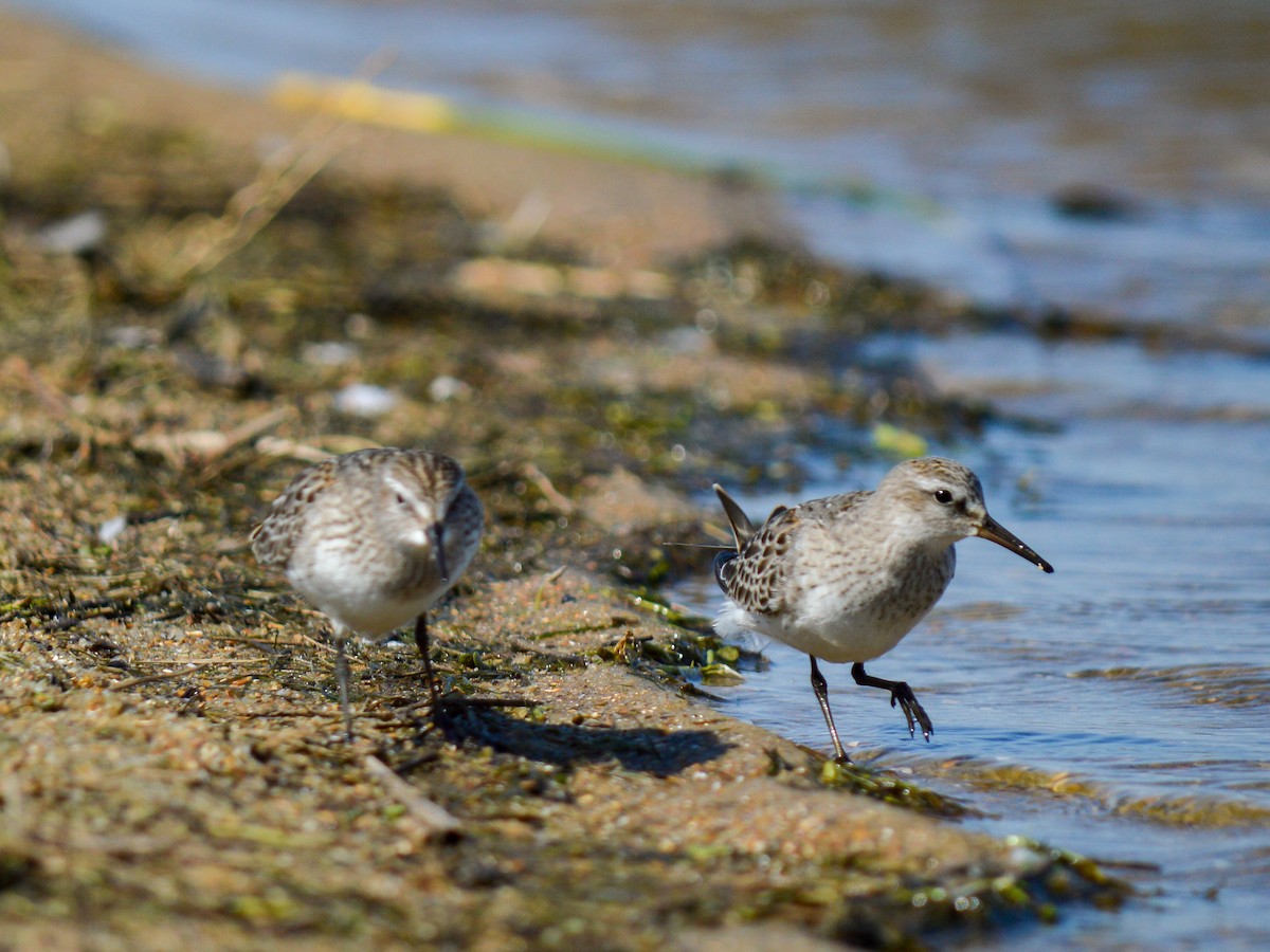 White-rumped Sandpiper - ML513350071